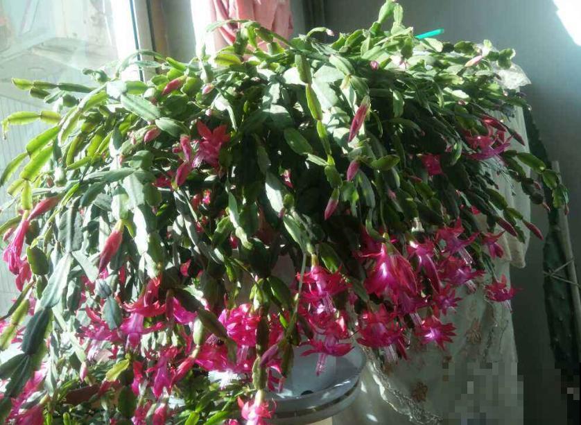 这些花一开始觉得丑,养了之后:真香! 这些花一开始觉得丑,养了之后:真香!