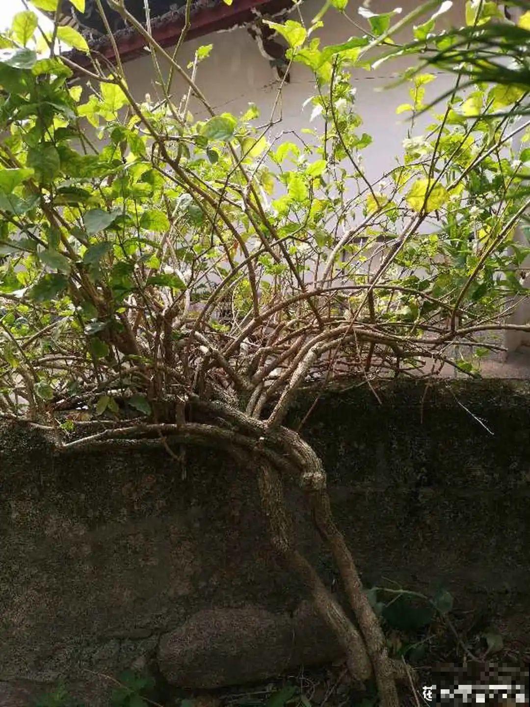 养了几十年的花,竟然是从牙签苗长起来,太辛苦! 养了几十年的花,竟然是从牙签苗长起来,太辛苦!