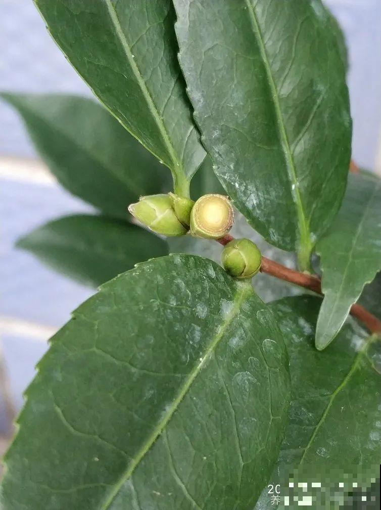 冒出来的花苞全剪了，气的人肝疼，1个月后竟然爆开花！