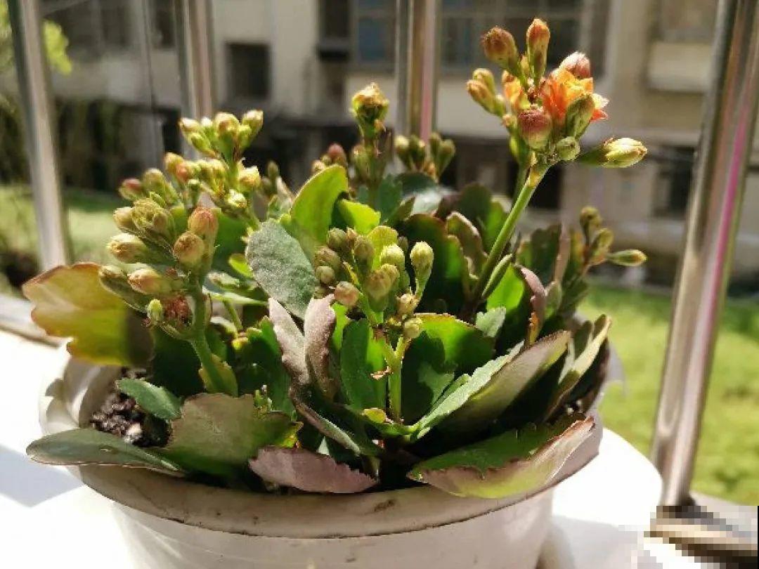 长寿还是地栽长得肥，皮实好养，满头都是花苞