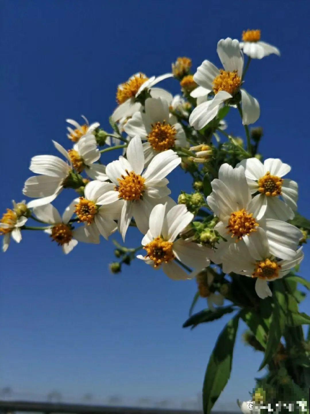 50种小时候常见的野草，现在几乎见不到了