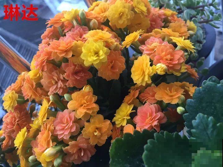 这种花品种多,花型好,养了你就爱上了! 这种花品种多,花型好,养了你就爱上了!