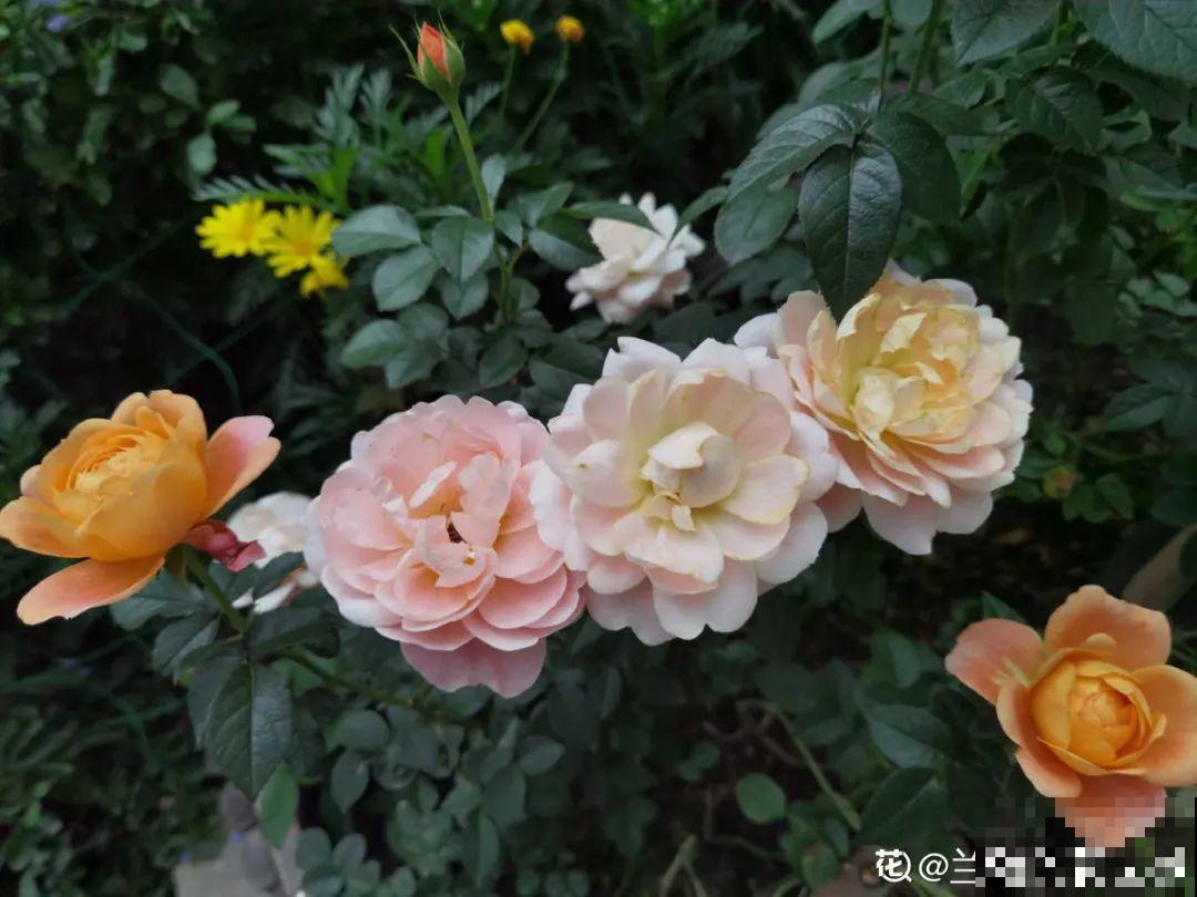 你在哪个城市，最适合养的花就是它！