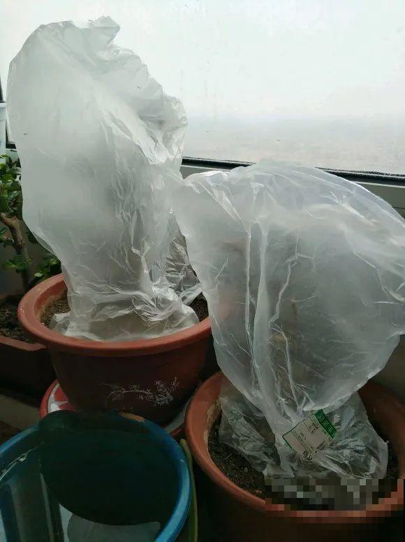 寒潮来了，害怕花受冻，赶紧这么做！
