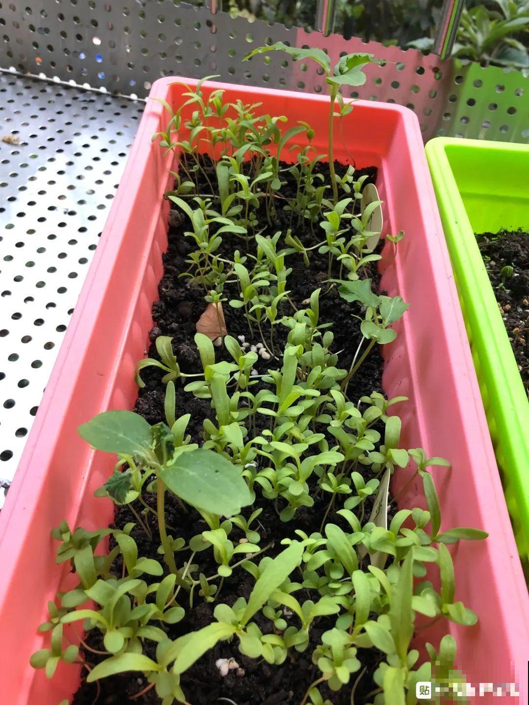 小阳台撒1把种子，7天冒绿苗，1个月就能吃，薅一把炒鸡蛋太香！