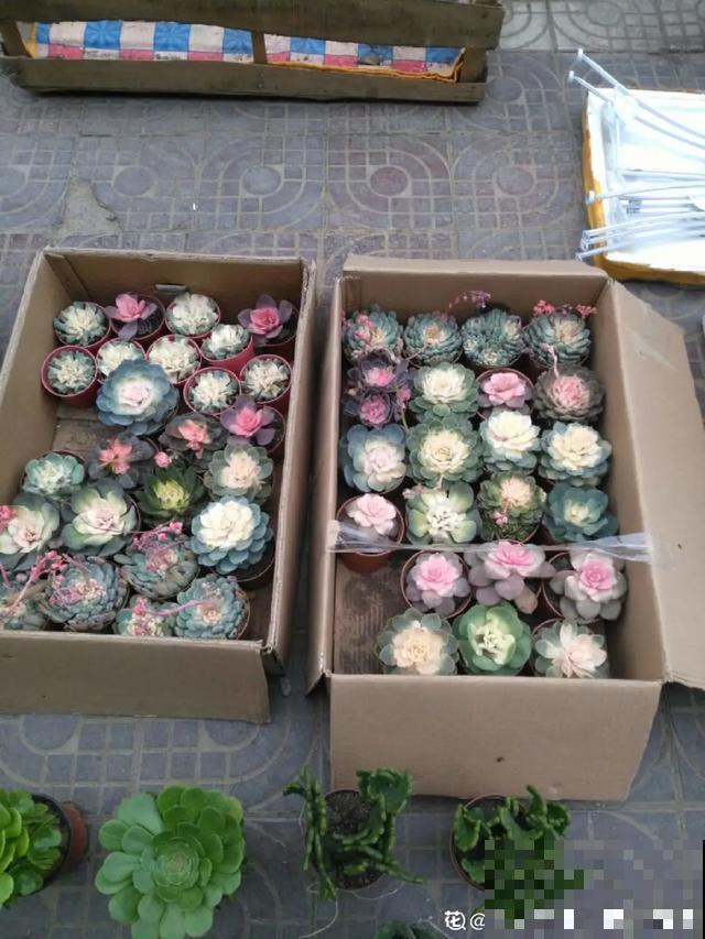 买的花总不活，秘密全在花盆里，搬起来看看才知道