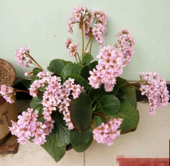 白菜在家养了8年,养成了老桩,长得可旺盛! 白菜在家养了8年,养成了老桩,长得可旺盛!