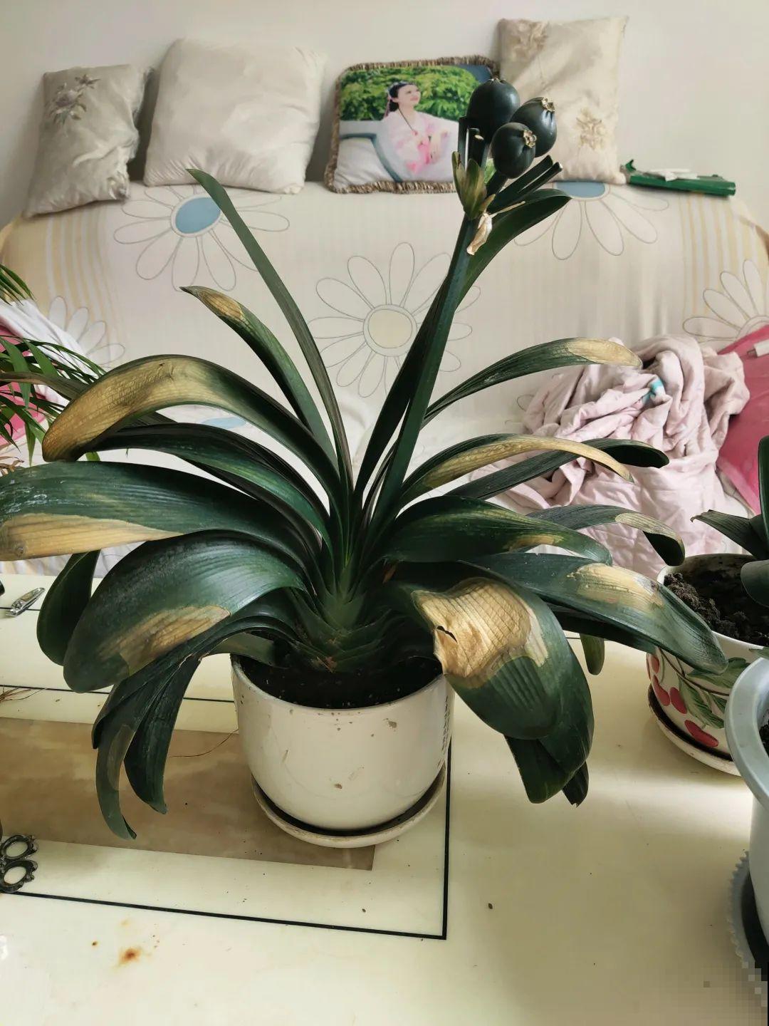 南方花友请注意，这几种花先别买，买回家就挂！