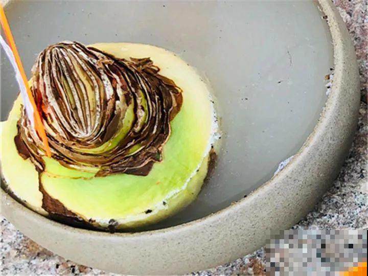 想省心就养这些花,没有病虫害,就爱开花! 想省心就养这些花,没有病虫害,就爱开花!