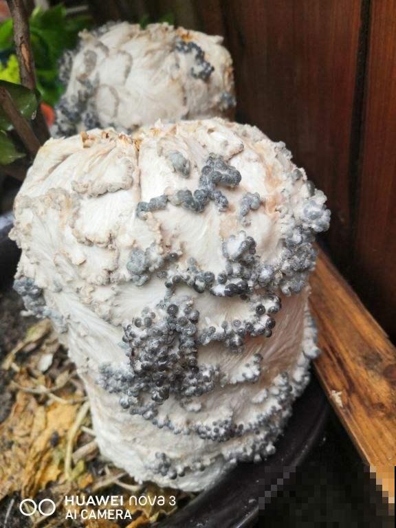 4种菜在家就能种，一茬一茬长不停，安全又放心