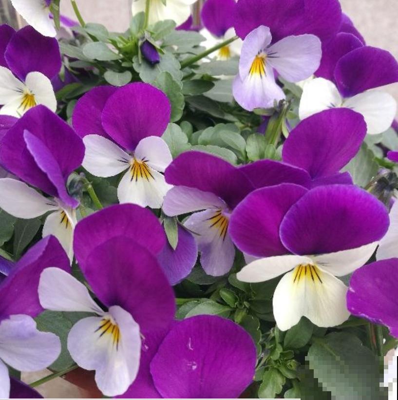 3种植物放在儿童房，净化空气，开发智力，优点特别多！