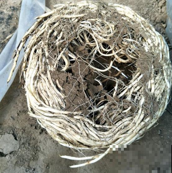 家里养了鱼腥草，吃都吃不完，泛滥了！