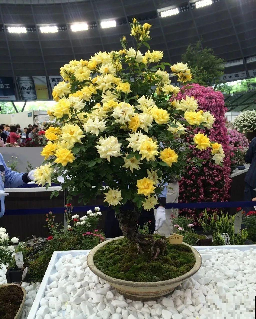 这种花就欠“拽”，没事拽拽根，变成老桩美到爆！