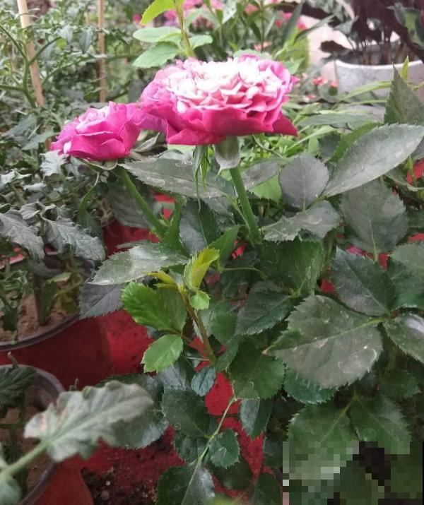 卧室植物别乱选,放几盆吊兰,净化空气超厉害! 卧室植物别乱选,放几盆吊兰,净化空气超厉害!