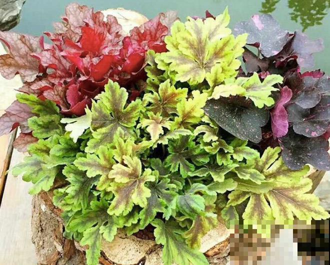 最适合院子种的花,皮实耐寒花期长,好养死不了! 最适合院子种的花,皮实耐寒花期长,好养死不了!