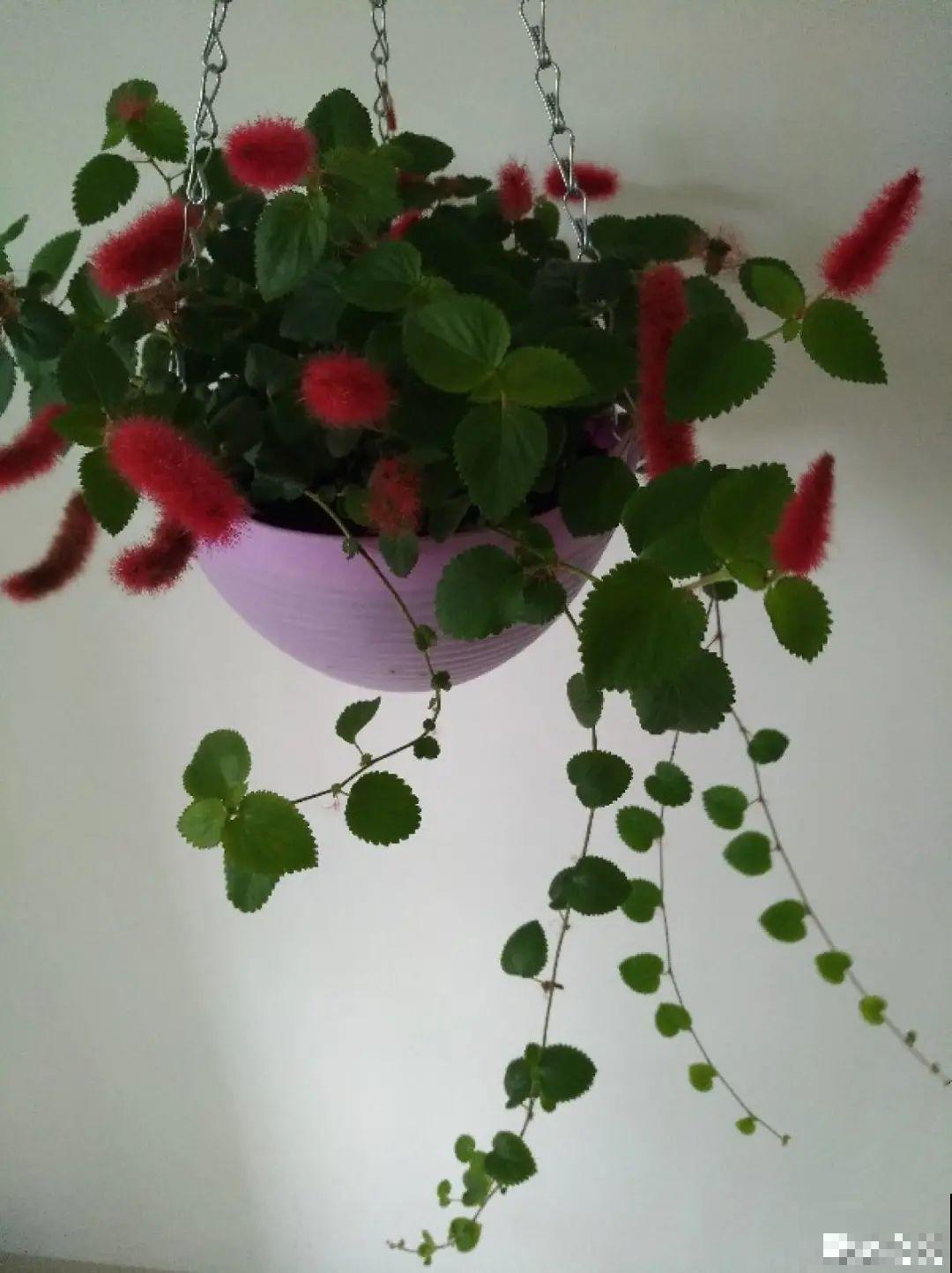 挂起来就能养的花,开花多不占地儿,家里能养100盆! 挂起来就能养的花,开花多不占地儿,家里能养100盆!