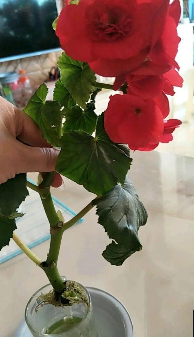 这花最娇气，叶子一喷水，立马就烂了！