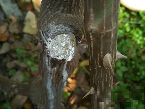 月季别剪了，剪完一杆全黑，今年都白养！