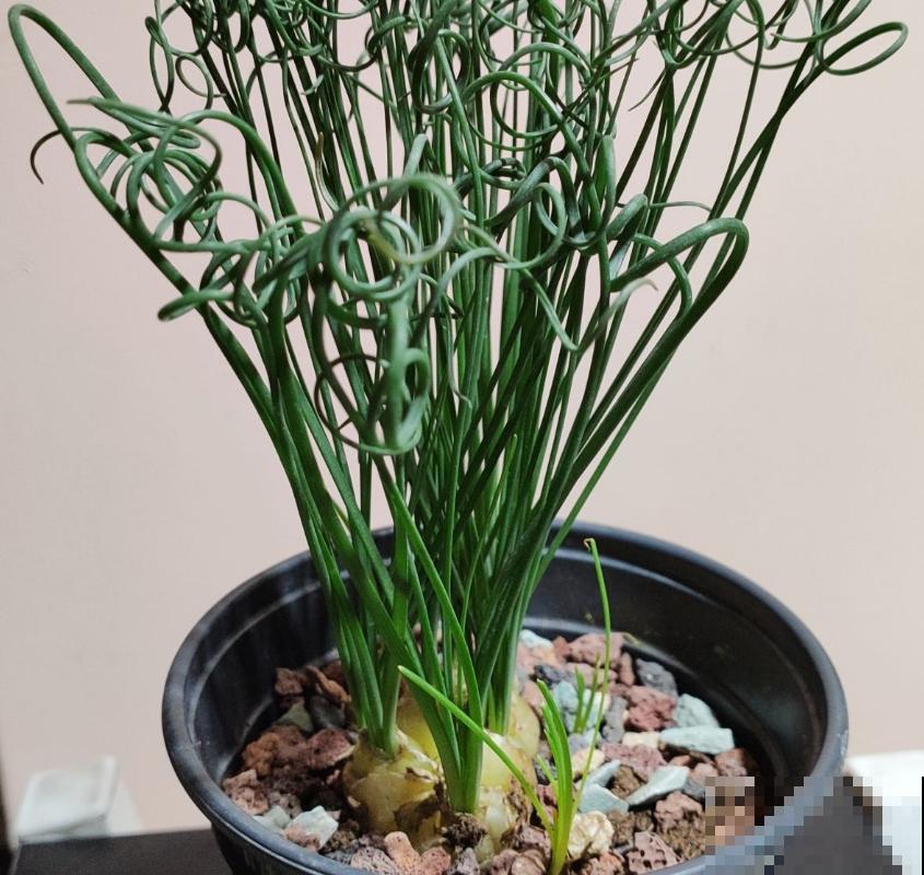 秋冬种盆弹簧草,不走寻常路,一头“卷发”特迷人! 秋冬种盆弹簧草,不走寻常路,一头“卷发”特迷人!