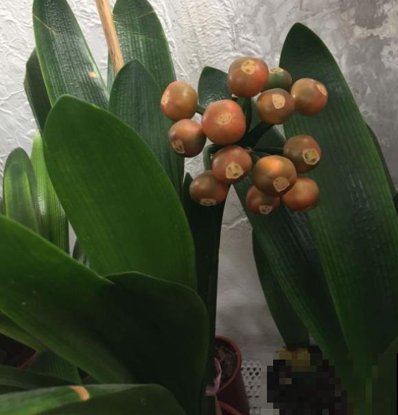 有些花就欠冻，扔在室外不用管，花开艳丽！