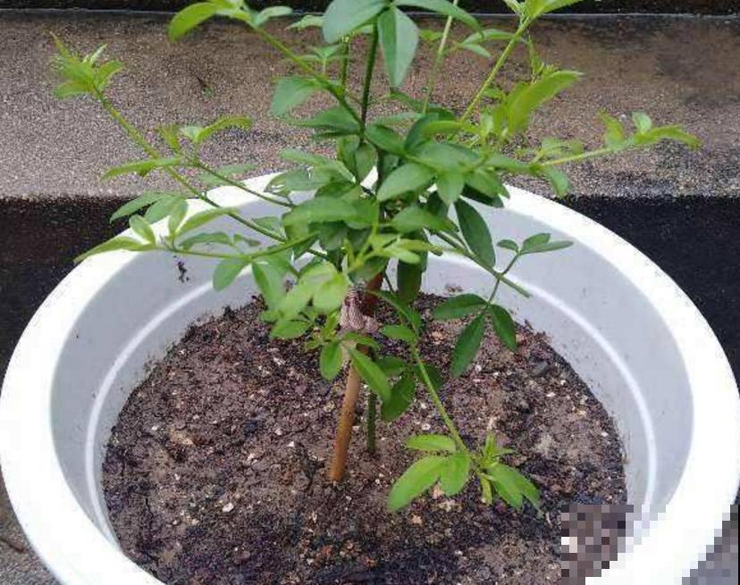 迎夏花你听过吗?认错了多年,终于能分清啦! 迎夏花你听过吗?认错了多年,终于能分清啦!