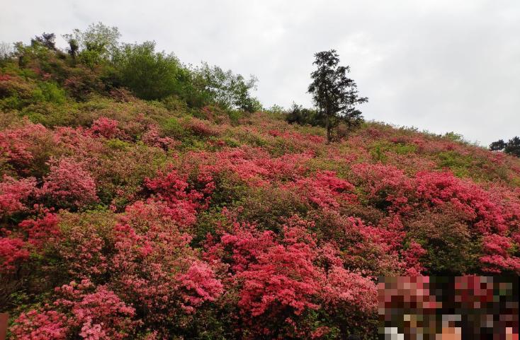 映山红不等于杜鹃花,两个标准要符合,别再搞混了! 映山红不等于杜鹃花,两个标准要符合,别再搞混了!