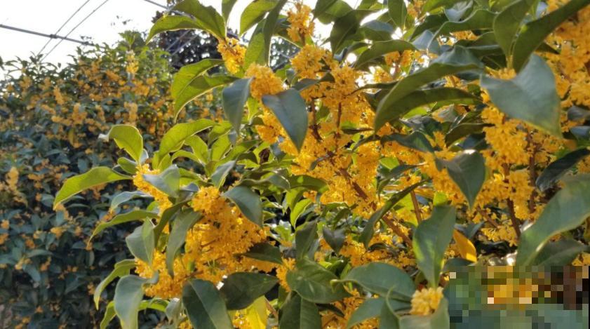 天冷要养生，这2种花茶没喝过，不算合格的“养生人”！