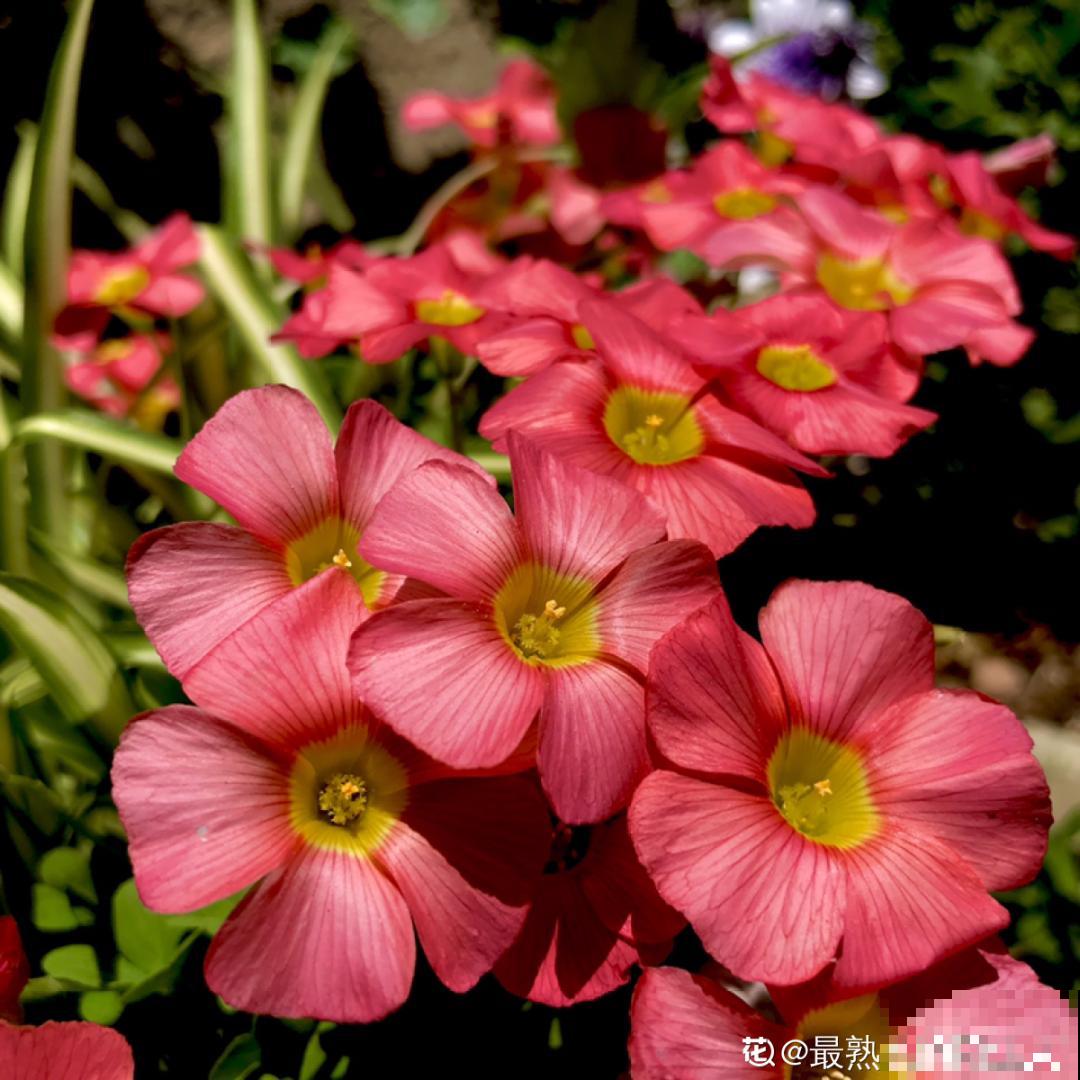 不同花卉耐寒程度不同,要根据品种来养护 不同花卉耐寒程度不同,要根据品种来养护