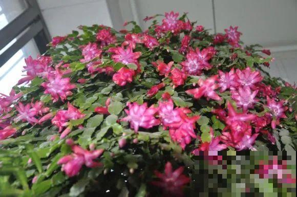 养了18年的仙人指，开花冲房顶，绝对是传家宝！