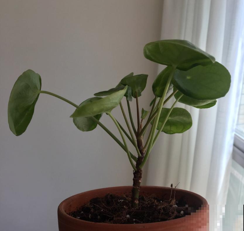 镜面草适合在家养，简单好打理，满盆都是“小绿伞”！