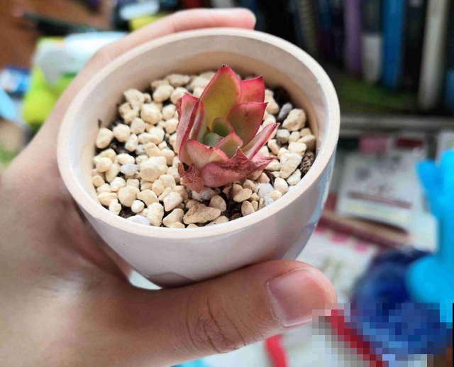 秋天多肉使劲晒，越晒越欢，“整容式”变美！