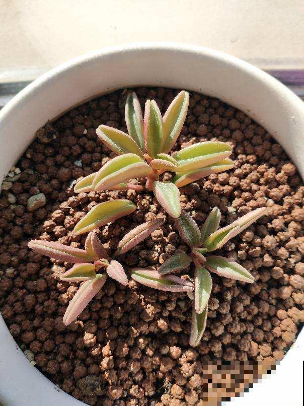 冬天养花,记住这7个要点,安全过冬没问题 冬天养花,记住这7个要点,安全过冬没问题