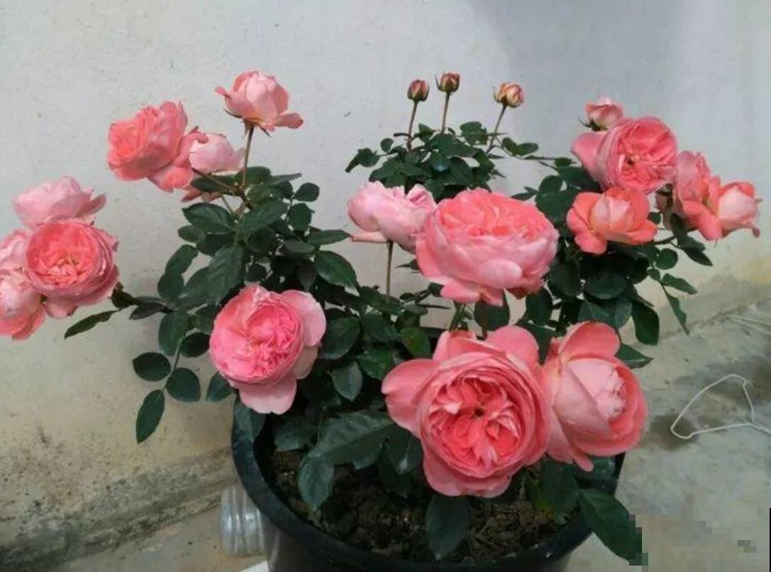 给月季修剪有讲究，不能乱剪，剪坏了开不出花惨兮兮！