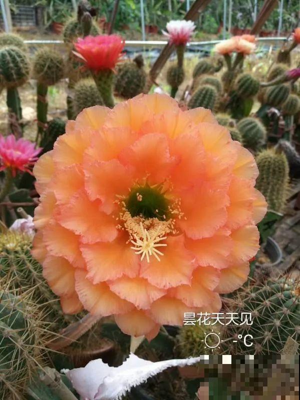 想省心就养这些花,没有病虫害,就爱开花! 想省心就养这些花,没有病虫害,就爱开花!