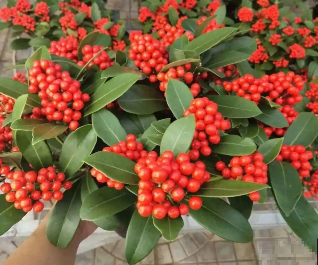 8种贵花，一盆好几百，有钱了一定要买一盆！