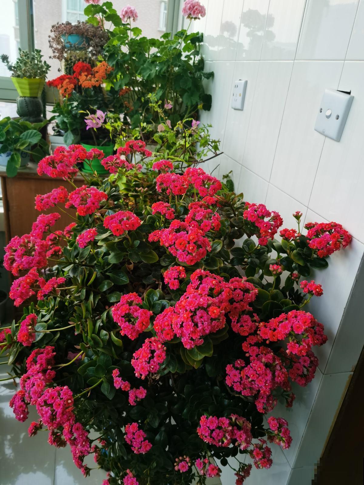 3种花特能开，一盆能开上千朵，开花超漂亮