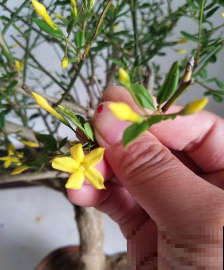 迎夏花你听过吗?认错了多年,终于能分清啦! 迎夏花你听过吗?认错了多年,终于能分清啦!