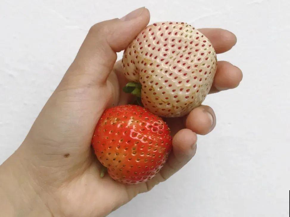 秋天养盆草莓，很快就开花，还能结果子