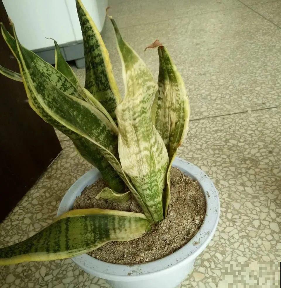 想省心就养这些花,没有病虫害,就爱开花! 想省心就养这些花,没有病虫害,就爱开花!