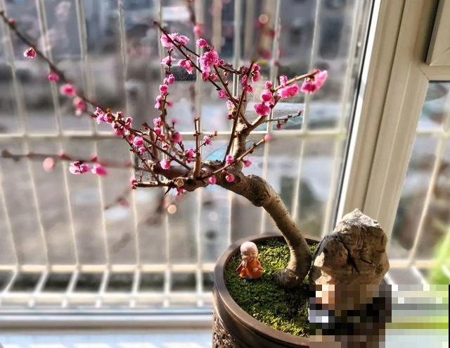 不长叶不长枝的花别买，都是骗人的，养不活浪费钱