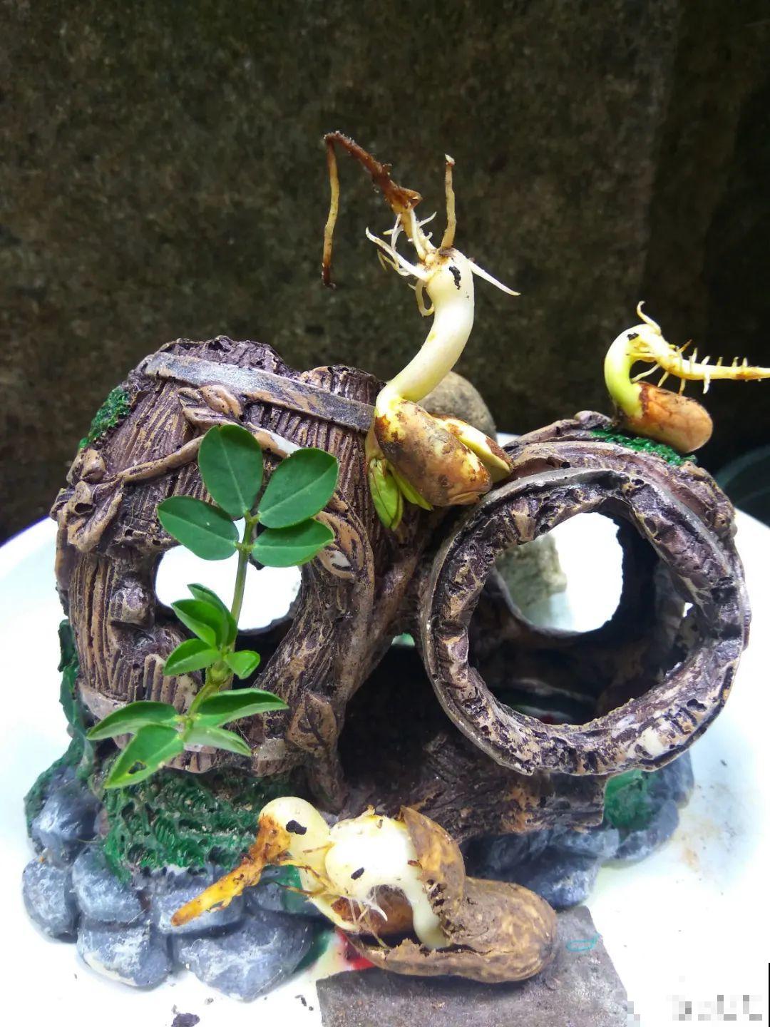 人参萝卜开花了,我种的花,都是这么奇奇怪怪! 人参萝卜开花了,我种的花,都是这么奇奇怪怪!