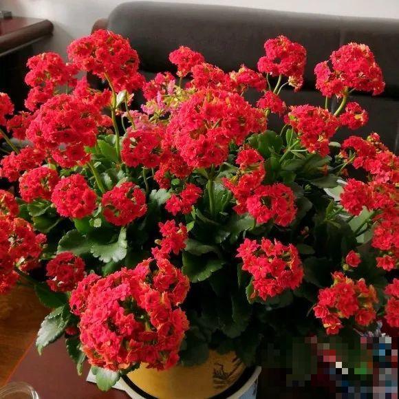 最大的长寿老桩,7年时间,养成盆景! 最大的长寿老桩,7年时间,养成盆景!