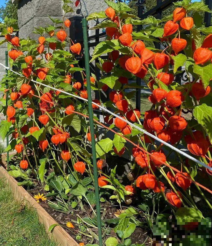 白菜在家养了8年,养成了老桩,长得可旺盛! 白菜在家养了8年,养成了老桩,长得可旺盛!