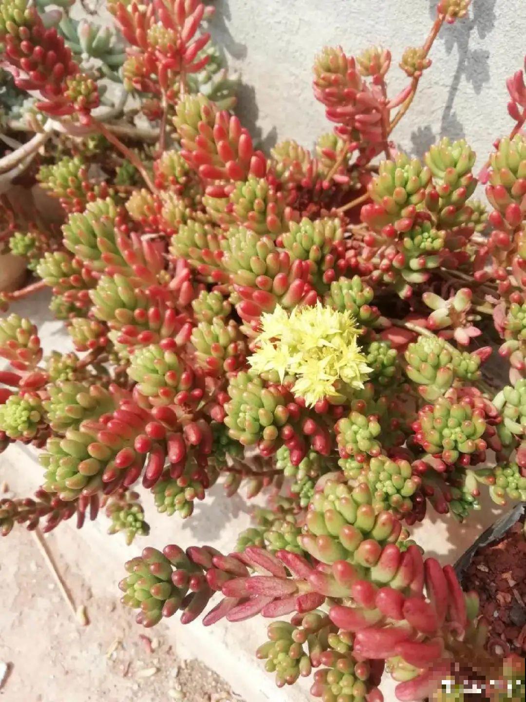 越晒越美的花，扔太阳底下晒着，红红的特好看！