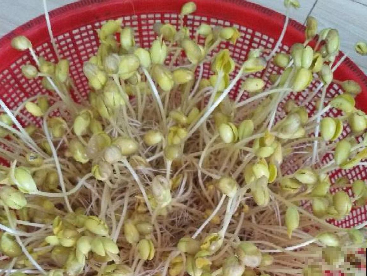 买的豆芽菜不放心？买点豆子自己生，1周就能下锅！