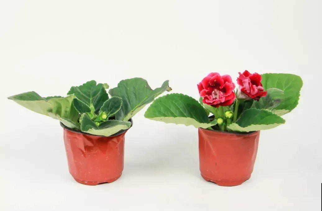 大岩桐超耐阴，开花像玫瑰，漂亮极了