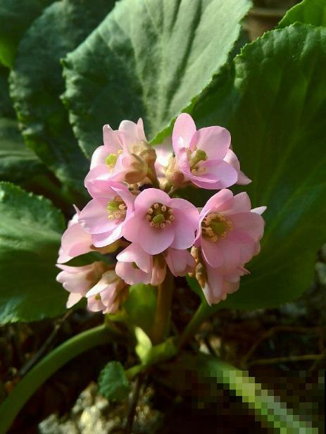 白菜在家养了8年,养成了老桩,长得可旺盛! 白菜在家养了8年,养成了老桩,长得可旺盛!