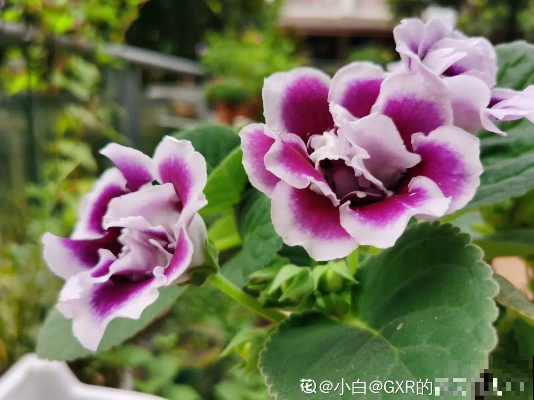 大岩桐超耐阴，开花像玫瑰，漂亮极了