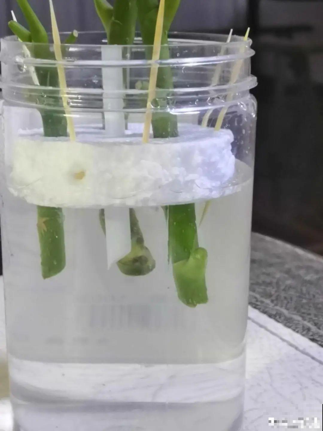 冬天扦插，只用一张塑料薄膜，就能长出小嫩芽