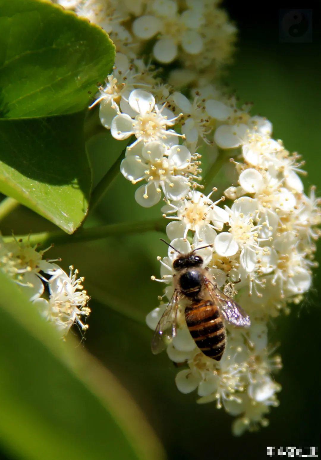 1种花叫大花犀角，闻久了头晕，家里养要小心！